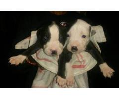 Pitbull puppies for sale ready to go to new homes