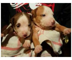 Pitbull puppies for sale ready to go to new homes