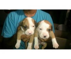 Pitbull puppies for sale ready to go to new homes