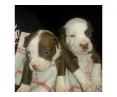 Pitbull puppies for sale ready to go to new homes