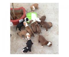 Pitbull puppies for sale ready to go to new homes