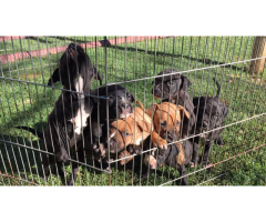 PITBULL PUPPIES FOR SALE