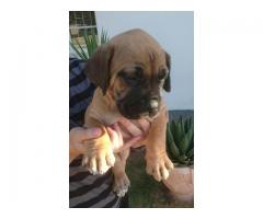 Pure Bred Boerboel Puppies in Western Cape