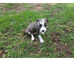 Ashrok Pedigree American Staffordshire Terriers Puppies For Sale ( Amstaff  )