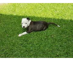 Ashrok Pedigree American Staffordshire Terriers Puppies For Sale ( Amstaff  )