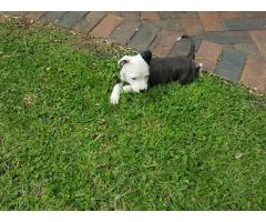 Ashrok Pedigree American Staffordshire Terriers Puppies For Sale ( Amstaff  )