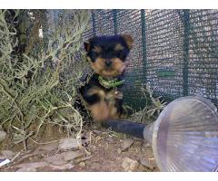 Silver Yorkshire Terrier Pure Bred Puppies For Sale