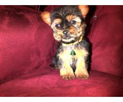 Silver Yorkshire Terrier Pure Bred Puppies For Sale