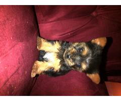 Silver Yorkshire Terrier Pure Bred Puppies For Sale