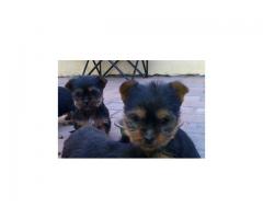 Silver Yorkshire Terrier Pure Bred Puppies For Sale