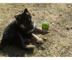 German Shepherd dogs for sale in gauteng