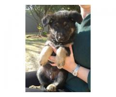 German Shepherd dogs for sale in gauteng