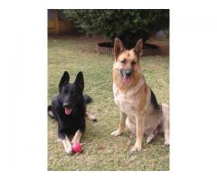 German Shepherd dogs for sale in gauteng