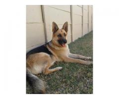 German Shepherd dogs for sale in gauteng