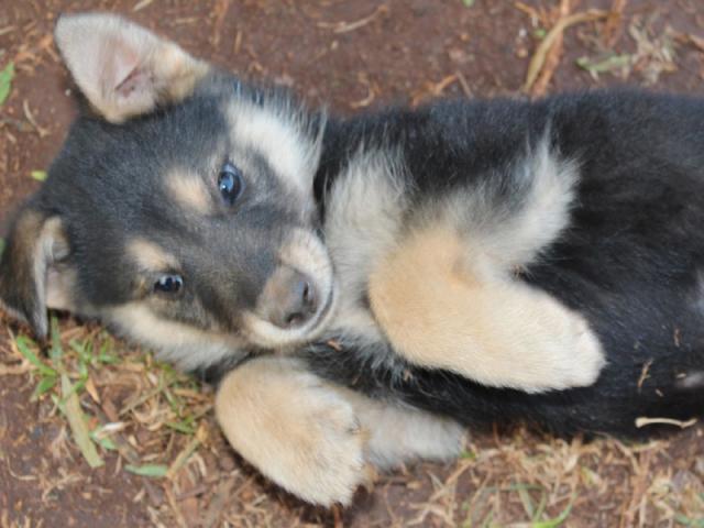 alsatian dog teddy