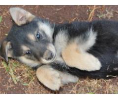 Alsatian puppies for sale