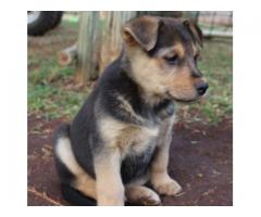 Alsatian puppies for sale