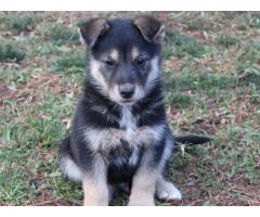 Alsatian puppies for sale