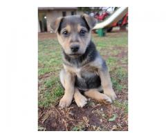 Alsatian puppies for sale