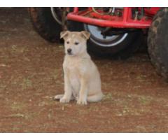 Alsatian puppies for sale