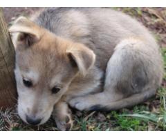 Alsatian puppies for sale