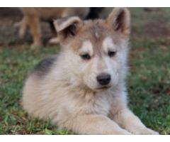 Alsatian puppies for sale