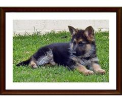 Registered German Shepherd Puppies for sale in South Africa