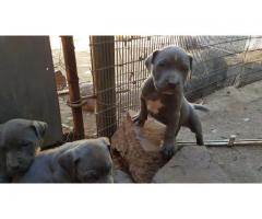 American pit bull terrier (blue) puppies for sale