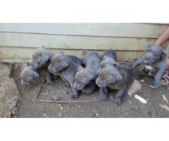 American pit bull terrier (blue) puppies for sale