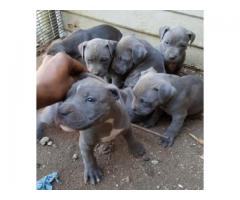 American pit bull terrier (blue) puppies for sale