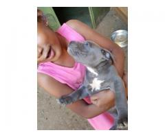 American pit bull terrier (blue) puppies for sale