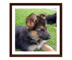 Registered German Shepherd Puppies for sale in South Africa