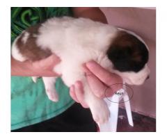 Saint Bernard Puppies for Sale - R 1500