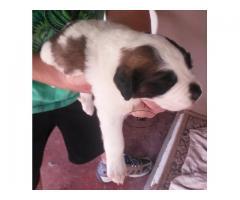 Saint Bernard Puppies for Sale - R 1500