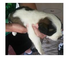 Saint Bernard Puppies for Sale - R 1500