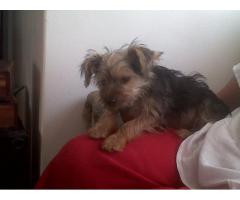 yorkies female's for sale