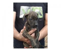 Boerboel puppies for sale in Pretoria