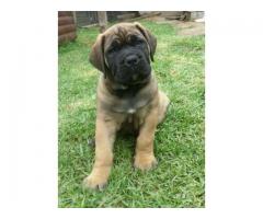 PEDIGREE BOERBOEL PUPPIES AVAILABLE