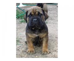 PEDIGREE BOERBOEL PUPPIES AVAILABLE