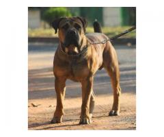 PEDIGREE BOERBOEL PUPPIES AVAILABLE