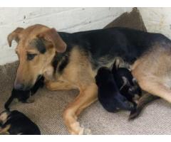 German Shepherd cross Rottweiler puppies for sale