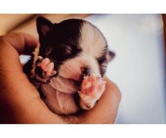 Teacup Chihuahuas puppies for sale