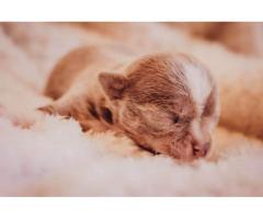 Teacup Chihuahuas puppies for sale