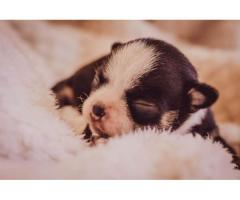 Teacup Chihuahuas puppies for sale