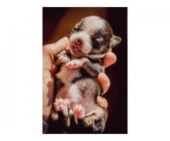 Teacup Chihuahuas puppies for sale