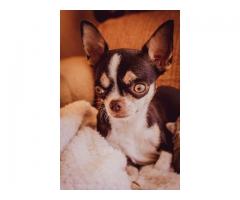 Teacup Chihuahuas puppies for sale