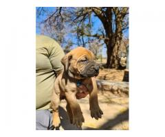 6 Beautiful boerboel puppies from Champion bloodlines for sale