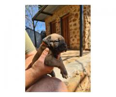 6 Beautiful boerboel puppies from Champion bloodlines for sale