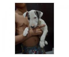 Bullterrier puppies for sale in Gauteng