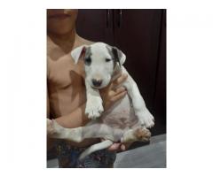 Bullterrier puppies for sale in Gauteng